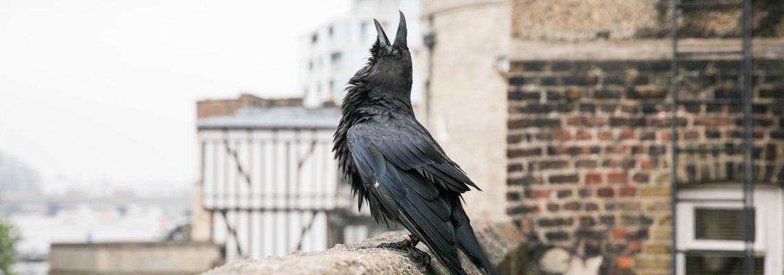 Raven