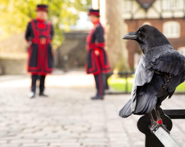 A raven watches 2 beefeaters in the distance
